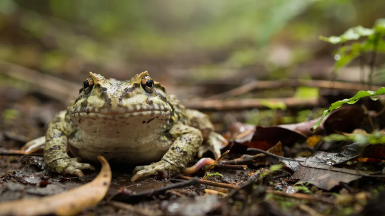 All About the Horned Frog: Fun Facts and Care Guide Horned Frog